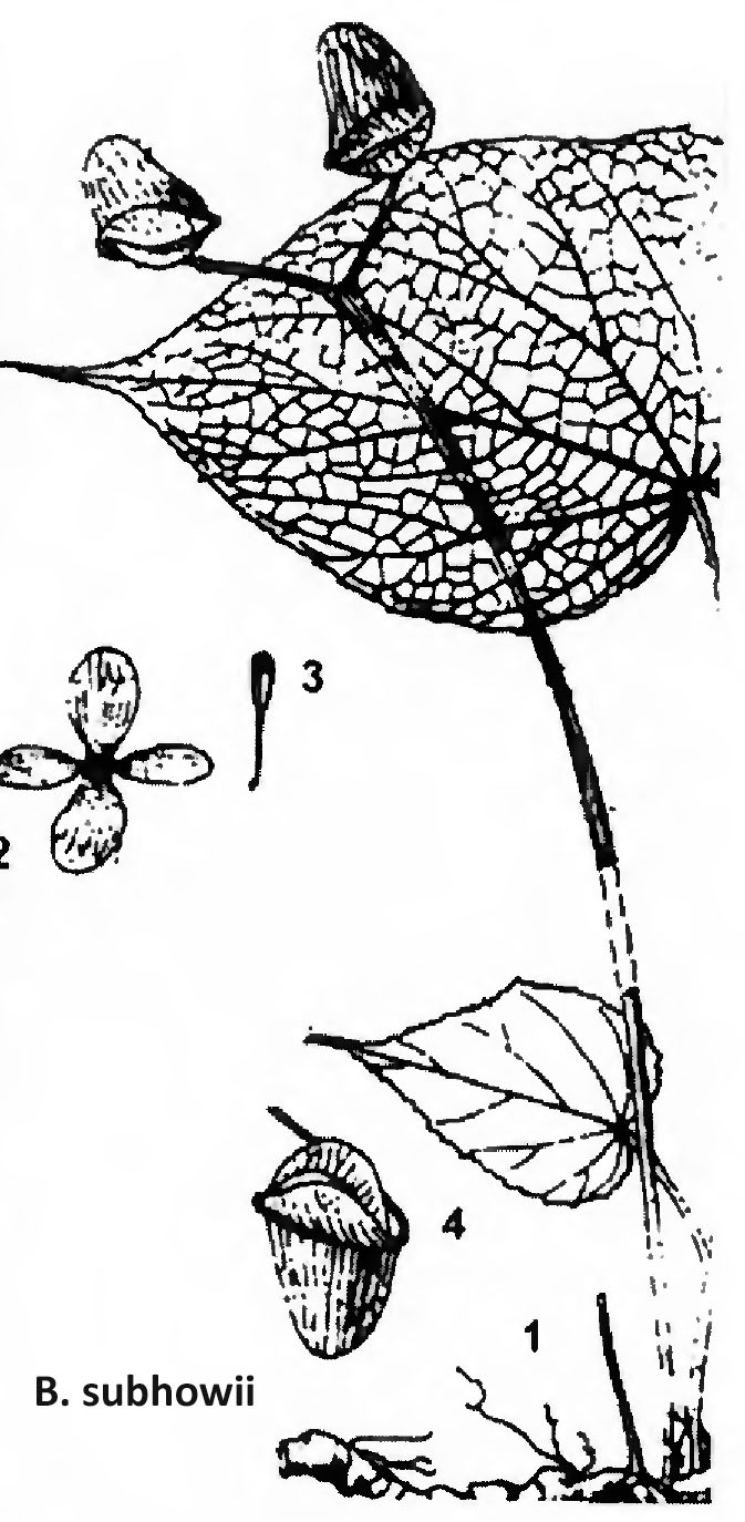 B. subhowii